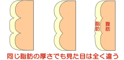 同じ脂肪の厚さでも見た目は全く違う